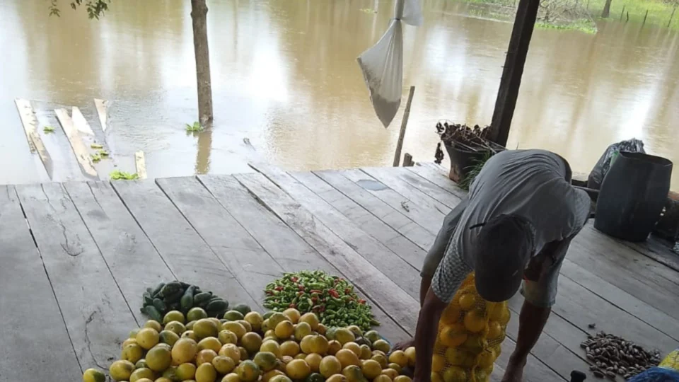 Careiro da Várzea, no AM,  vai gastar R$ 1,8 milhão com passarelas de madeira por conta da cheia do Rio Solimões