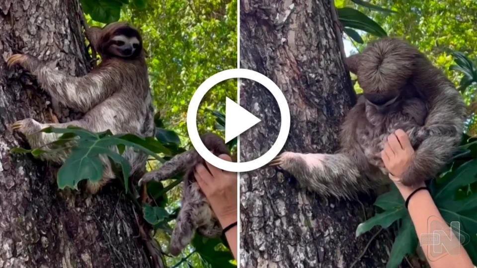 VÍDEO: filhote de bicho-preguiça chora, é devolvido à mãe e reencontro na Costa Rica emociona
