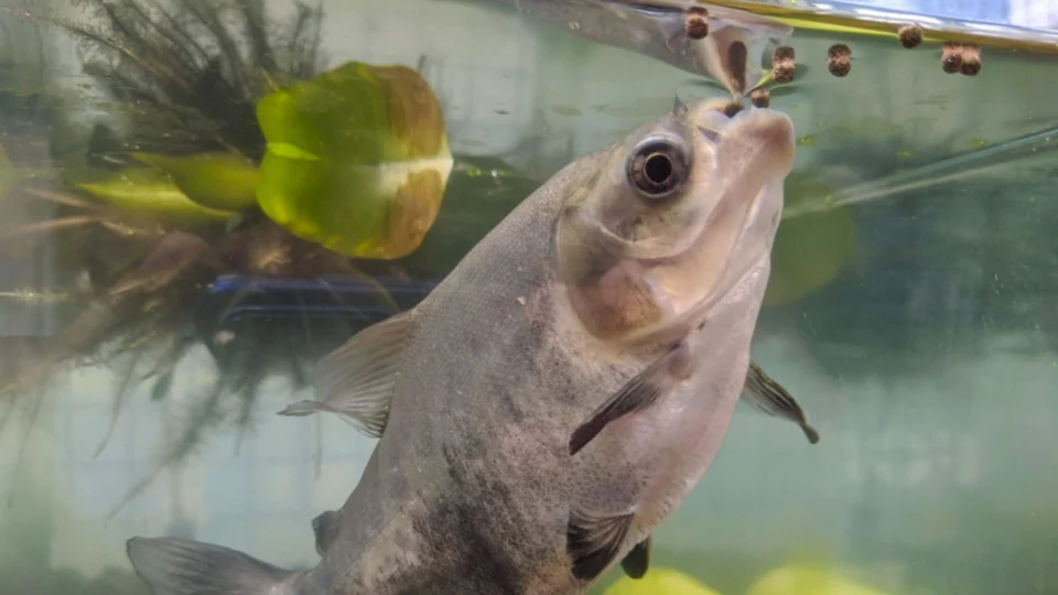 Pesquisa avalia habilidade metabólica do tambaqui no Amazonas