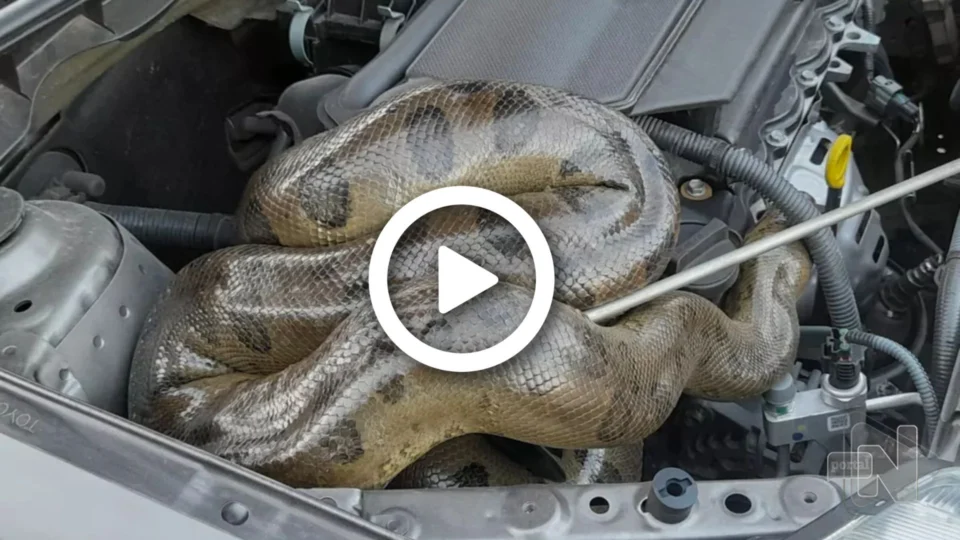 VÍDEO: cobra é encontrada escondida dentro do capô de carro em Belém