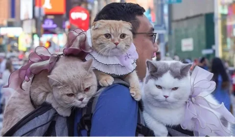 Dono de três gatos, advogado dá dicas para viajar com animais de estimação