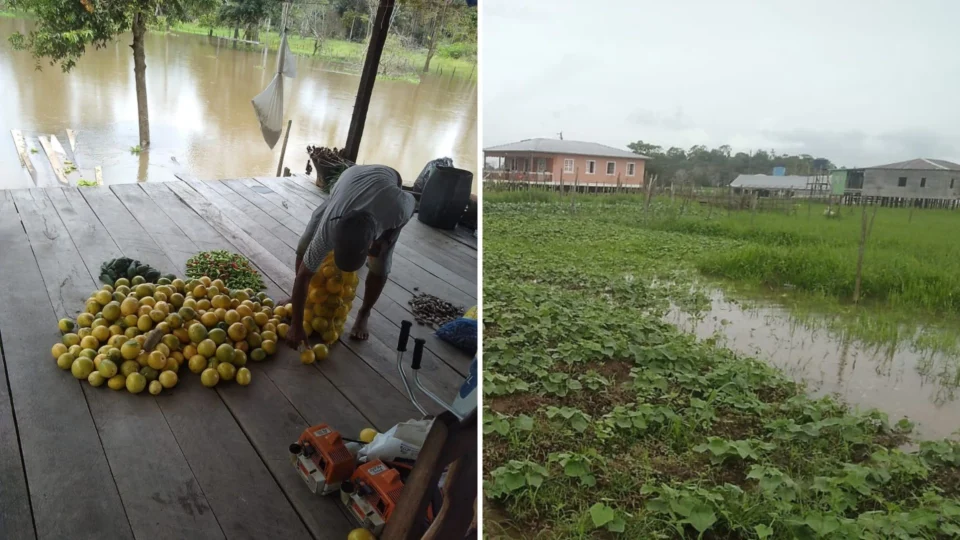 Careiro da Várzea, no AM, decreta situação de emergência por conta da cheia do Rio Solimões