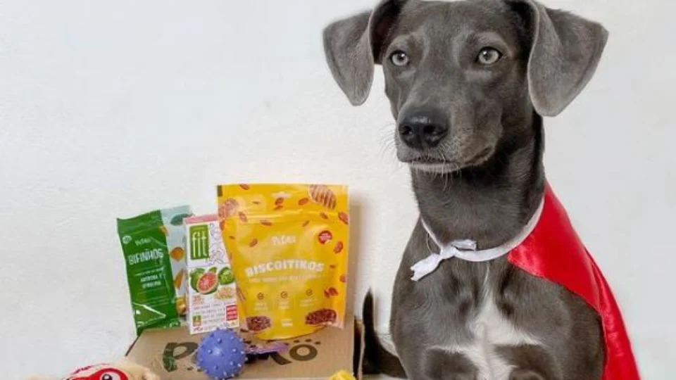 Conheça Hunter, vira-lata ‘tiktoker’ e ‘instagrammer’ que coleciona milhões de curtidas e dá conselho amoroso