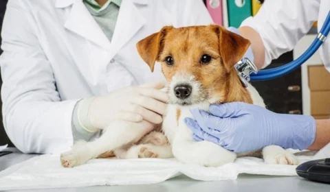 Conheça mitos e verdades sobre castração animal