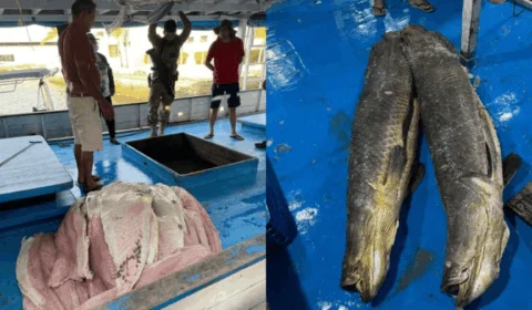 Toneladas de pirarucu ilegal são apreendidas em embarcação em Parintins-AM