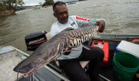 Pesca do surubim será proibida a partir de dezembro no Brasil