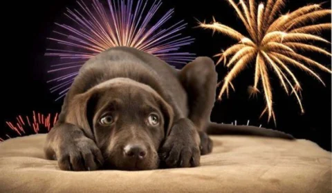 Conheça cinco sons que mais incomodam os cães; saiba como acalmá-los