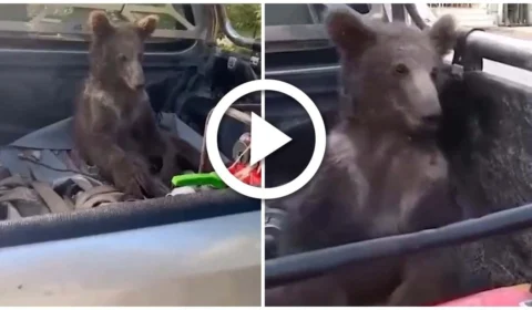 VÍDEO: ursa é resgatada e ganha nome após comer mel alucinógeno na Turquia