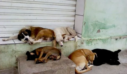 Projeto de Lei que beneficia animais do Amazonas é aprovado na Aleam