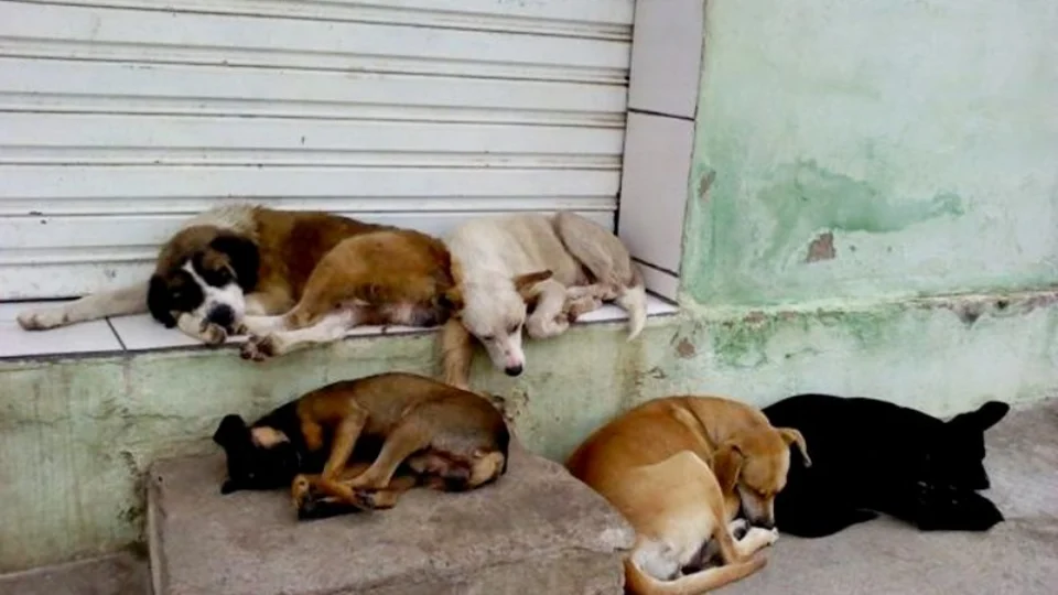 Projeto de Lei que beneficia animais do Amazonas é aprovado na Aleam