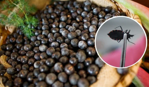 FVS-RCP investiga ocorrência de 12 casos da doença de Chagas em Amaturá-AM