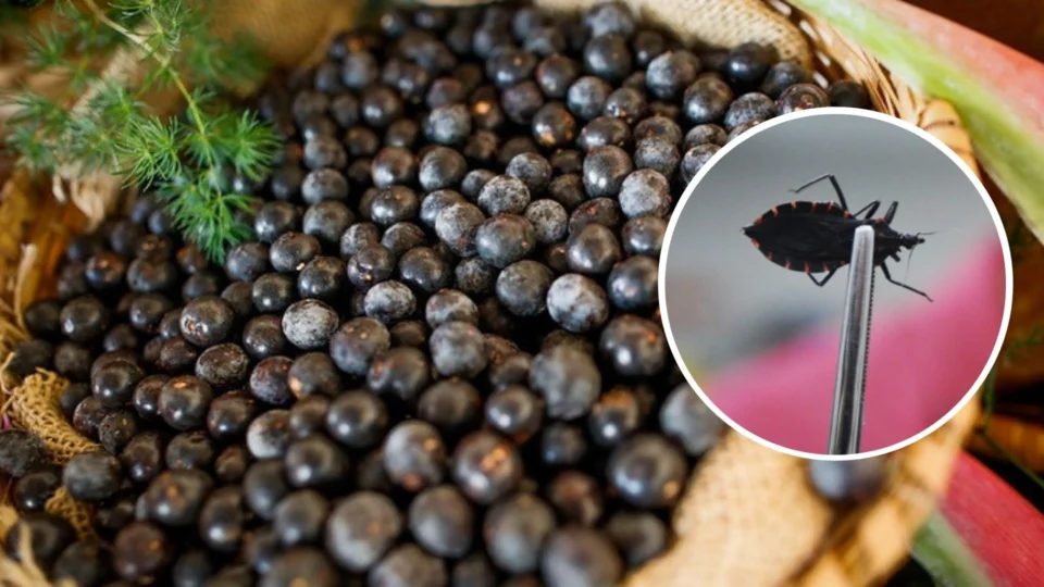 FVS-RCP investiga ocorrência de 12 casos da doença de Chagas em Amaturá-AM