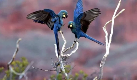 Comissão aprova projeto que facilita criação doméstica de aves nativas e exóticas