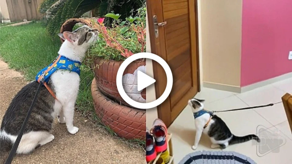 VÍDEO: conheça Luke, gato que pensa ser cachorro e pede coleira para passear