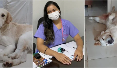 Cinomose: veterinária explica o que é e como proteger seu cão da doença infectocontagiosa