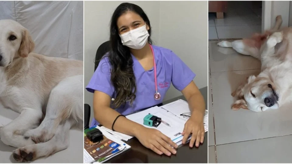 Cinomose: veterinária explica o que é e como proteger seu cão da doença infectocontagiosa