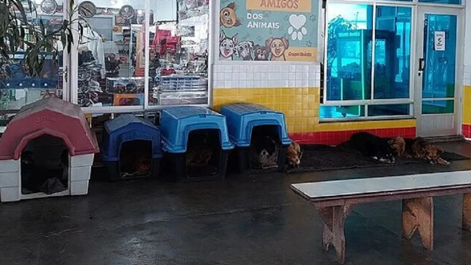 Posto chama atenção de clientes após adotar 50 cães de rua, no Paraná