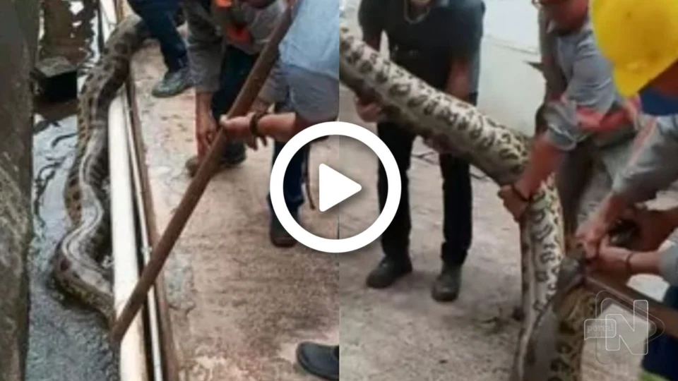VÍDEO: sucuri gigante é encontrada por funcionário de usina na Bahia