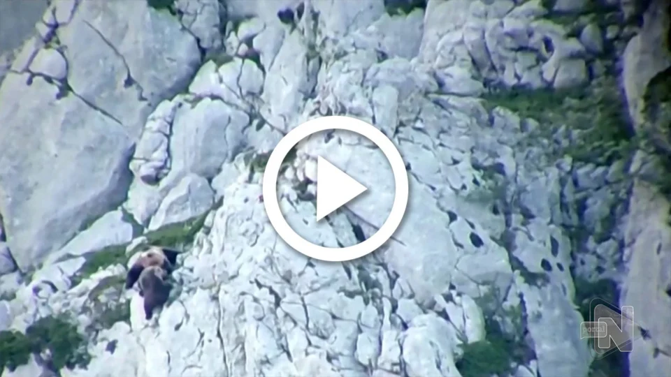 VÍDEO: urso tenta matar filhote, briga com fêmea e os dois despencam de penhasco na Espanha