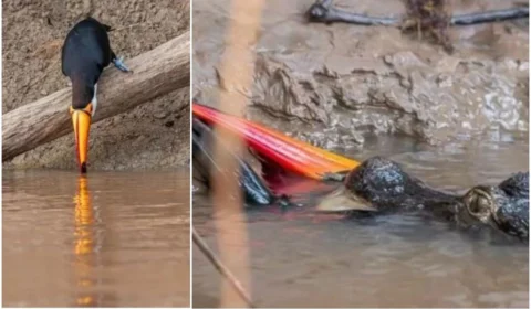 Impressionante: Tucano é comido por jacaré ao beber água em rio, em MS