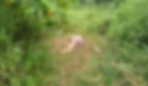 Corpo é encontrado sendo devorado por urubus em área de mata na Zona Oeste de Manaus