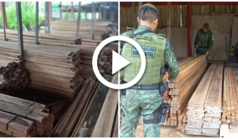VÍDEO: são apreendidos 45 metros cúbicos de madeira ilegal na Zona Sul de Manaus