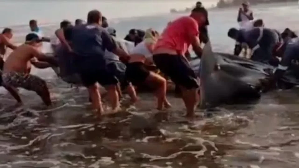 Raia de mais de 6 metros é encontrada em ilha no litoral de São Paulo