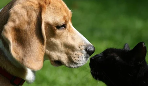 Faculdade realiza atendimentos gratuitos para pets a partir de sexta-feira, 17