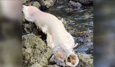 Um ano depois, especialista diz que pirarucu achado morto nos EUA era de aquário particular e descarta outros registros