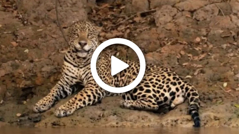 VÍDEO: vejo o momento que onça ‘Xingu’ ataca jacaré no Pantanal