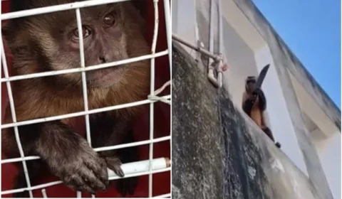 Chico, macaco que viralizou na internet ao ser flagrado ‘amolando’ faca, é capturado, no Piauí