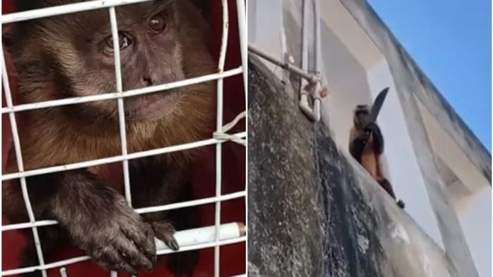 Chico, macaco que viralizou na internet ao ser flagrado ‘amolando’ faca, é capturado, no Piauí