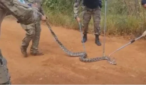 Cobra píton é encontrada, após ser solta na mata por engano ao ser confundida com jiboia, no DF