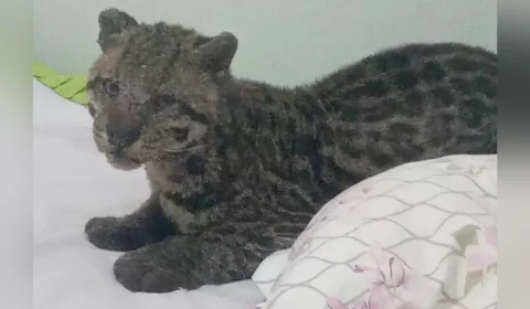 Jaguatirica é encontrada em quarto de criança no Mato Grosso do Sul