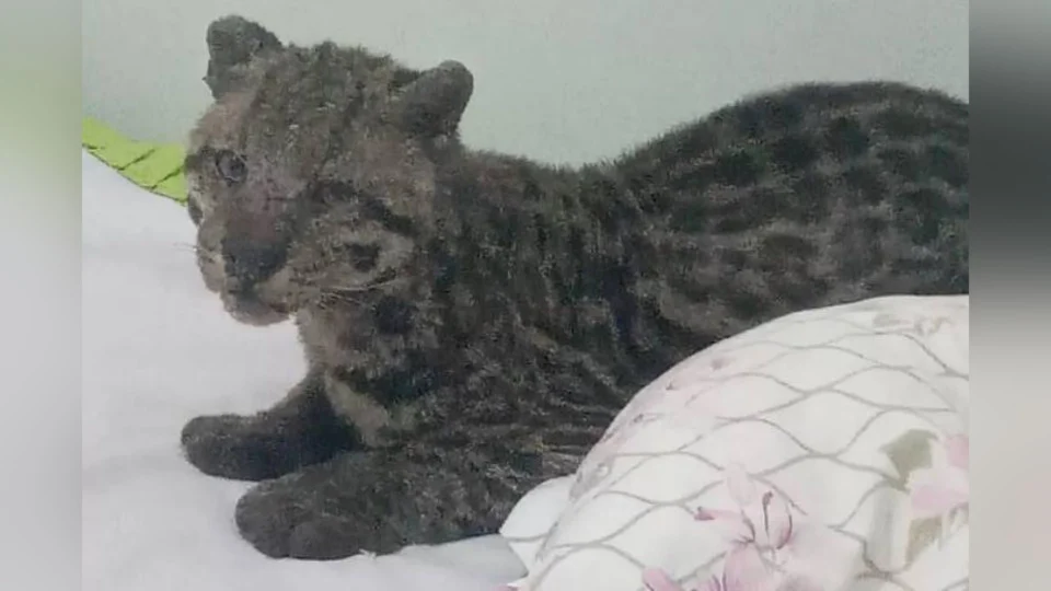 Jaguatirica é encontrada em quarto de criança no Mato Grosso do Sul