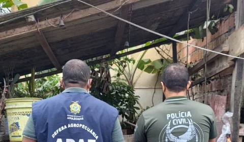 Mulher é autuada por manter dez porcos em abatedouro clandestino na Zona Oeste de Manaus