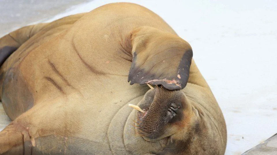 Noruega arrecada mais de 20 mil dólares para erguer estátua da morsa Freya