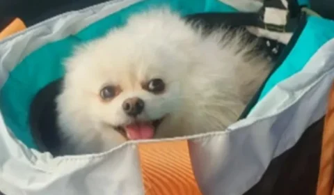 Após mortes de cães por ingerirem alimentos contaminados, Governo interdita empresa fabricante de petiscos