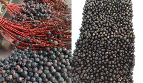 Estudo analisa uso de bebidas à base de açaí e bacaba no combate a aterosclerose e obesidade, no AM