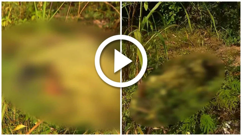 VÍDEO: corpo do sexo feminino é encontrado em área de mata do Distrito Industrial, na Zona Sul de Manaus