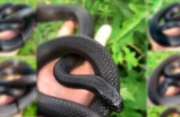 Vendas ilegais de aves raras até serpentes estão cada vez mais frequentes em rede sociais, denuncia Ibama do DF