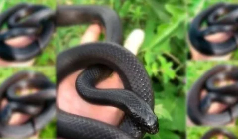 Vendas ilegais de aves raras até serpentes estão cada vez mais frequentes em rede sociais, denuncia Ibama do DF