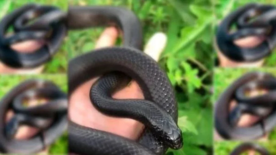 Vendas ilegais de aves raras até serpentes estão cada vez mais frequentes em rede sociais, denuncia Ibama do DF