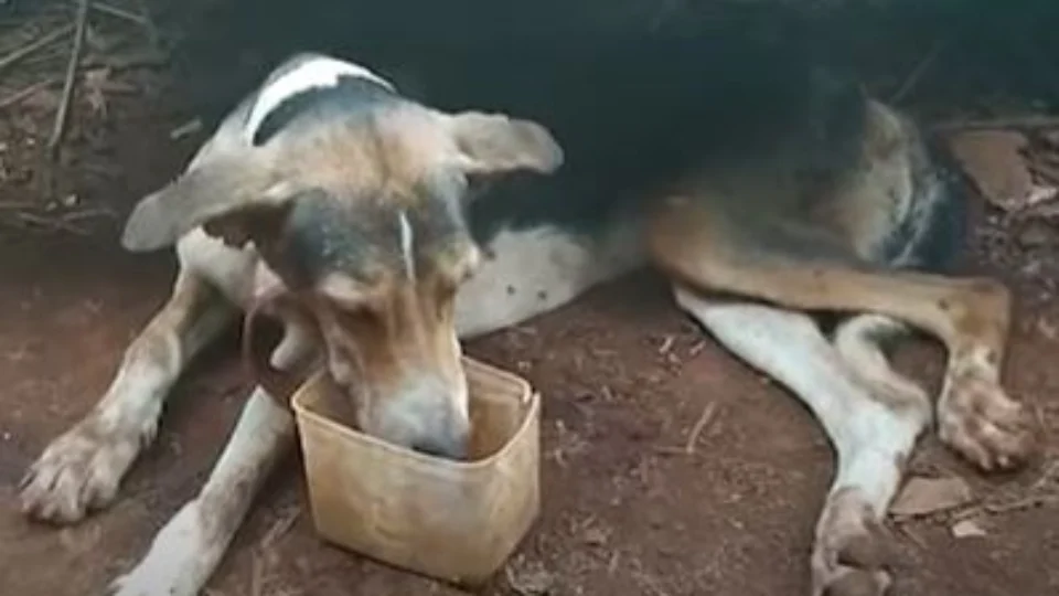 Dezenas de animais são encontrados abandonados em uma chácara, em Goiás