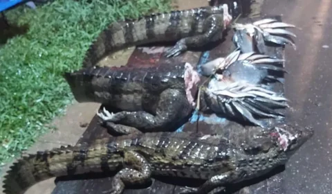 Homem é preso em flagrante após vender carne de jacaré, em Coari-AM