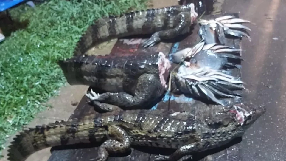 Homem é preso em flagrante após vender carne de jacaré, em Coari-AM