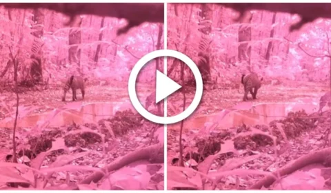 VÍDEO: onça é flagrada passeando na floresta de Presidente Figueiredo, no AM