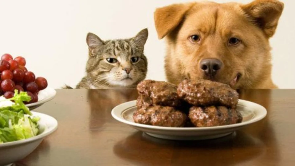 A ração acabou, e agora? Saiba qual outro alimento você pode dar para seu pet