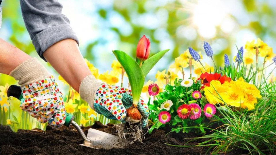 Casa & Decor: confira dicas para embelezar o jardim da sua casa