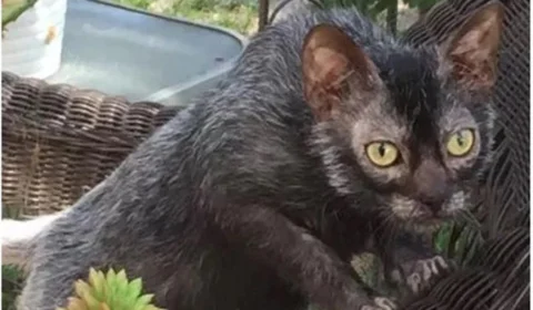 Gato lobisomem: conheça excêntrica raça com alteração genética na pelagem